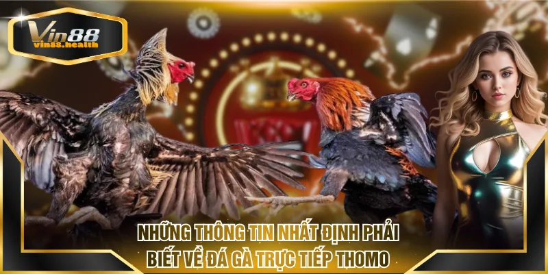 Những thông tin nhất định phải biết về đá gà trực tiếp Thomo