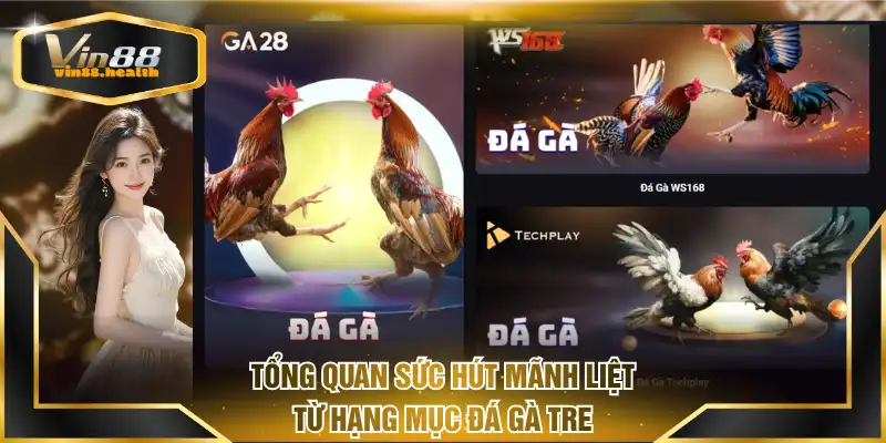 Tổng quan sức hút mãnh liệt từ hạng mục đá gà tre